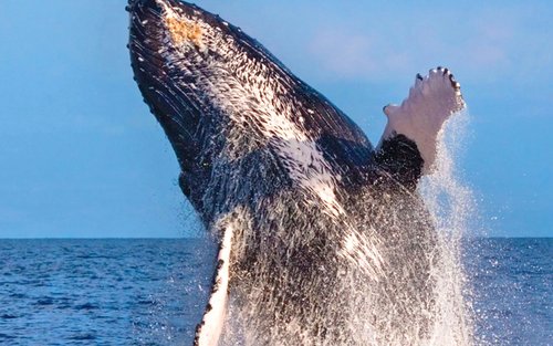 Karanasan sa Pagmamasid ng Balyena sa Waikiki mula sa Kewalo Harbor