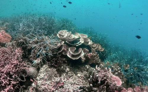 Siquijor: Freediving Adventure with Lunch and Beach Time