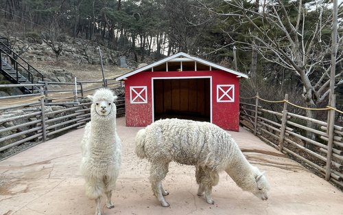 대구 네이처파크 동물원 입장권