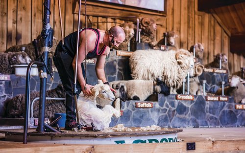 Agrodome Farm Show and Tour Ticket in Rotorua