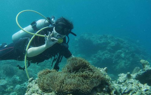Anilao Dive Tour from Manila