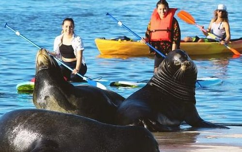 Kayak or Paddleboard with Sea Lions Experience in Marina del Rey