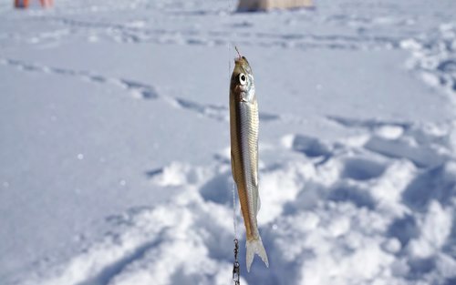 Sapporo Half-Day Smelt Fishing Experience with Transfers