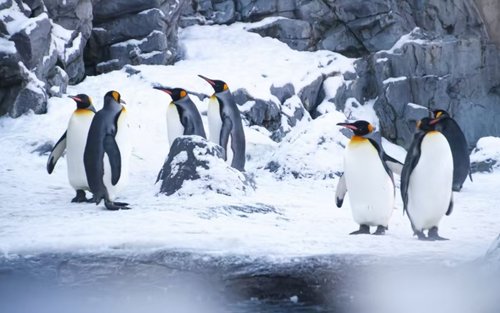 Asahikawa Full-Day Private Chartered Car Tour (Itinerary can be flexibly customized)