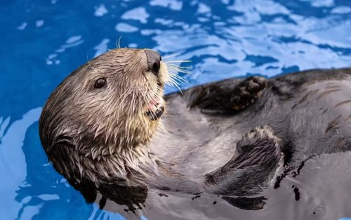 Vancouver Aquarium Ticket