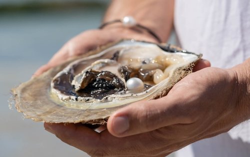 Live Pearl Farm Harvest Experience in Broome