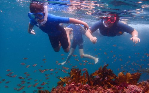 Family Snorkeling Tour with Private Guide In Sydney