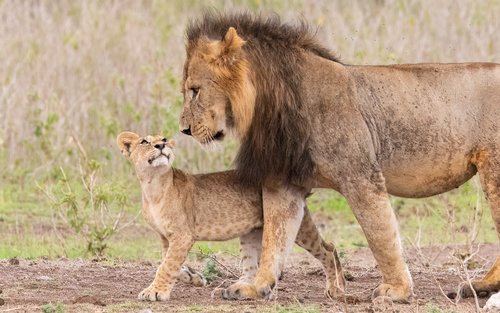 Nairobi: National Park, Elephant Orphanage & Giraffe Center Tour