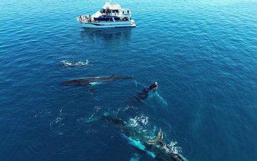 Whale Watching Cruise Margaret River,Busselton,Dunsborough