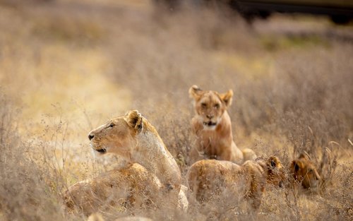 Serengeti & Ngorongoro 4-dages privat safari