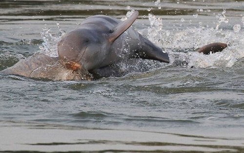 Dolphin Watching Mangrove Morning Cruise in Santubong