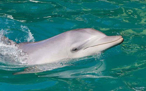 Port Stephens: Croazieră de descoperire a delfinilor