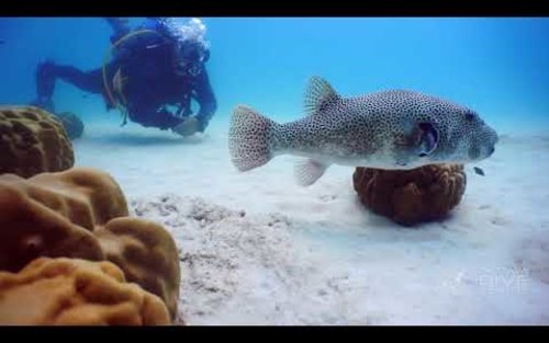 Lawatan Sehari Menyelam di Pattaya dengan PADI 5 Star Dive Center