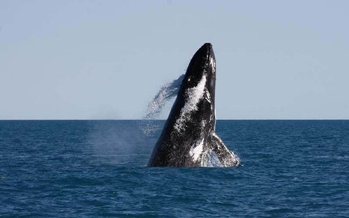 Broome Whale Watching Cruise
