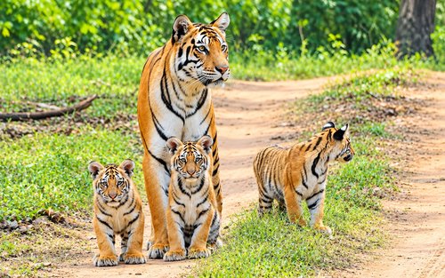 Bombajské buddhistické jeskyně Kanheri a safari s tygry