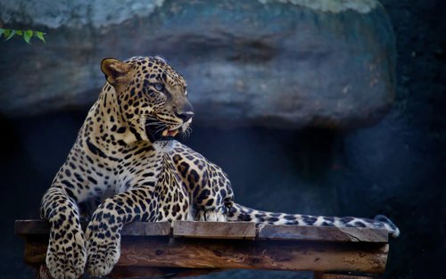 Jaipur: Jhalana Amagarh Leopard Reserve 4×4 Jeep Safari