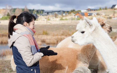 Lake Tekapo Petting Zoo Admission Ticket