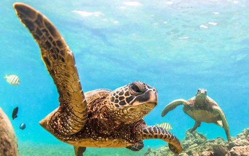 Mattinata di snorkeling con le tartarughe e gita in barca a Waikiki