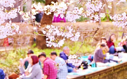 Kyoto Cherry Blossom Food Tour 2027