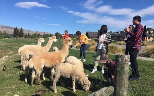 Lake Tekapo Farm Tour