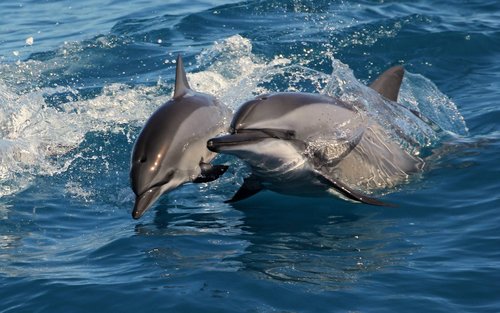 Наблюдение за китами на Тайване, Хуалянь | Экскурсия по наблюдению за китами от компании «多羅滿海洋賞鯨»