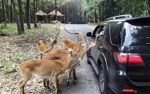Tour Ngày Safari Park Bogor và Heha Cafe Waterfall từ Jakarta