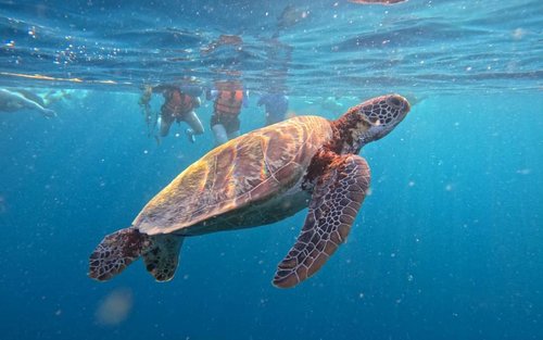 Moalboal Snorkeling Sardine Run, Sea Turtle & Mantayupan Waterfalls