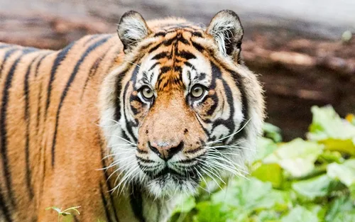 ZSL London Zoo Ticket 