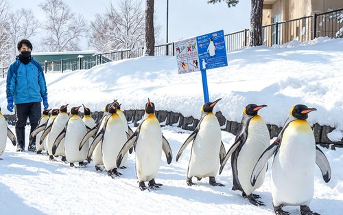 Hokkaido Winter Limited: Asahiyama Zoo & Shirogane Blue Pond & Shirasu Waterfall & Shikisai-no-Oka (Optional Snowmobile Experience) & Forest Elf Terrace Day Tour