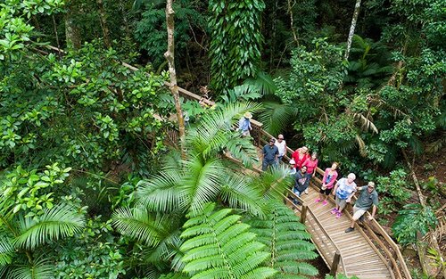 Daintree Rainforest & Cape Tribulation Full Day Tour