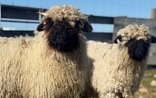 Petting Zoo Half-Day Experience with Alpacas, Goats & Sheep
