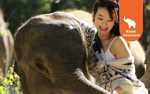 Elephant Retirement Park Chiang Mai Programmi di cura degli elefanti