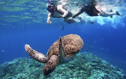 Wisata Satu Hari Snorkeling di Pulau Barasu & SUP Mangrove atau Kano di Iriomotejima (Okinawa)