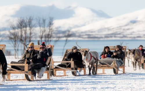 特羅姆瑟出發：馴鹿雪橇、餵食與薩米文化體驗