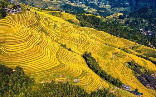 桂林出发龙脊梯田 平安壮寨 长发村 金坑梯田 1日游