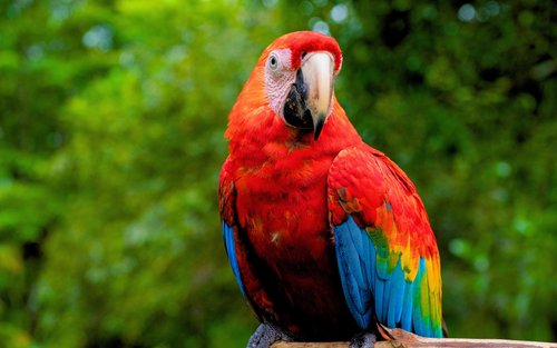 Manu Amazon Tours 5 Days