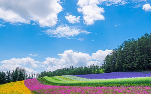 Sapporo Full-Day Shikisai No Oka & Ningle Terrace Experience with Flower Fields
