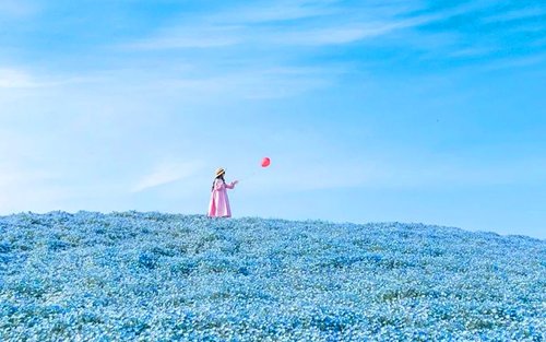 Tokyo Hitachi Seaside Park & Ashikaga Illuminations Day Tour