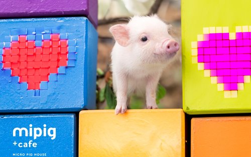 Посещение кафе Micro Pig в Икебукуро, Токио