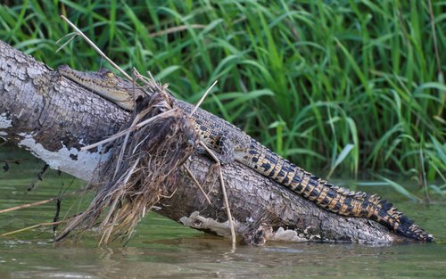 Safari con coccodrilli sul fiume Mirissa Nilwala con frutta
