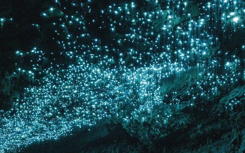 Tour Nhóm Nhỏ Khám Phá Động Đom Đóm Waitomo và Hang Động Spellbound