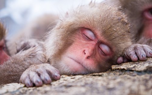 Winter Tour From Nozawa Onsen: Snow Monkeys, Zenko-ji & Sake Tasting