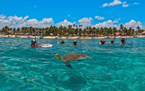 Akumal & Cenote Ocean Tours Half-day Marine Life & Adventure Tour
