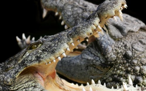 Alligator Bay Ticket im Mont Saint Michel