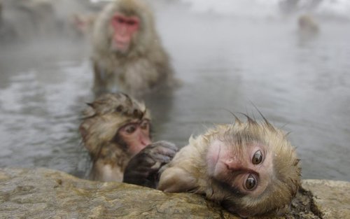 Snow Monkey and Shiga Kogen Roman Museum Trip with Lunch Buffet