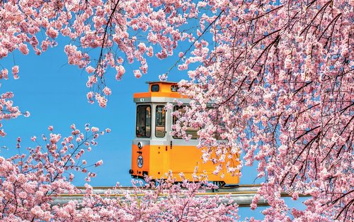 Haeundae Sky Capsule & Chasing Cherry Blossom Day Tour