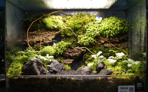 Terrarium DIY Workshop in Johor Bahru 