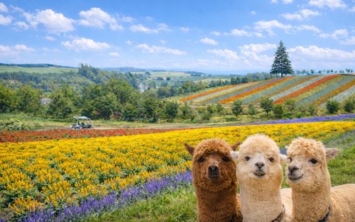 Esperienza di un'intera giornata a Sapporo: lavanda di Furano e Biei