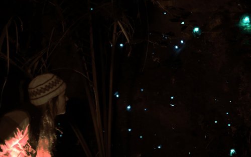 Visite privée en soirée des grottes de Waitomo Glowworm à Auckland