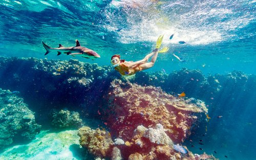 Snorkel Pertemuan Terbaik dengan Jerung di Fiji